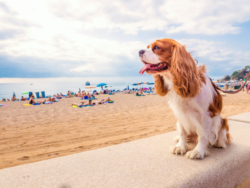 Czy są loty bezpośrednie z Polski do Hiszpanii i ile mogą trwać?